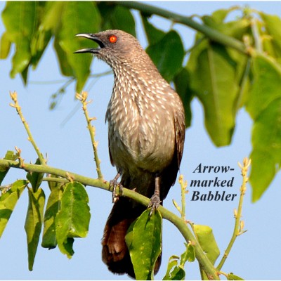 Arrow-marked Babbler